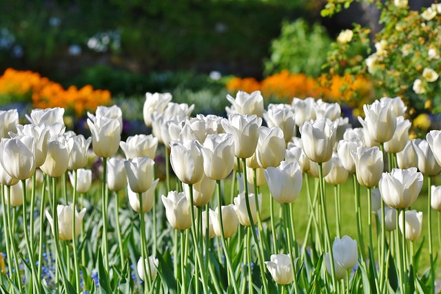 zahrada s tulipány